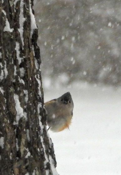 Tufted Titmouse - ML613625727