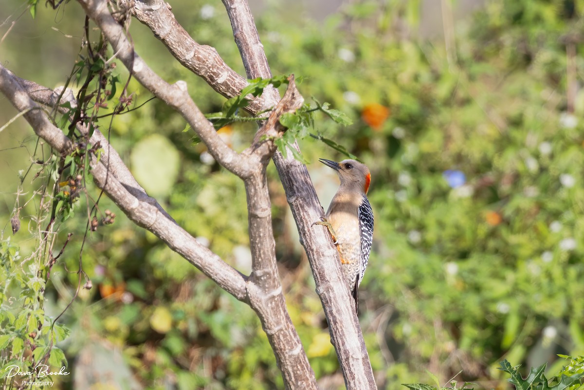 Yucatan Woodpecker - ML613625788