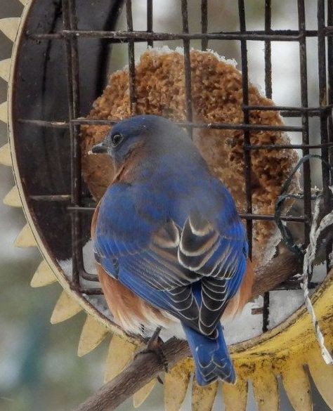 Eastern Bluebird - ML613625822