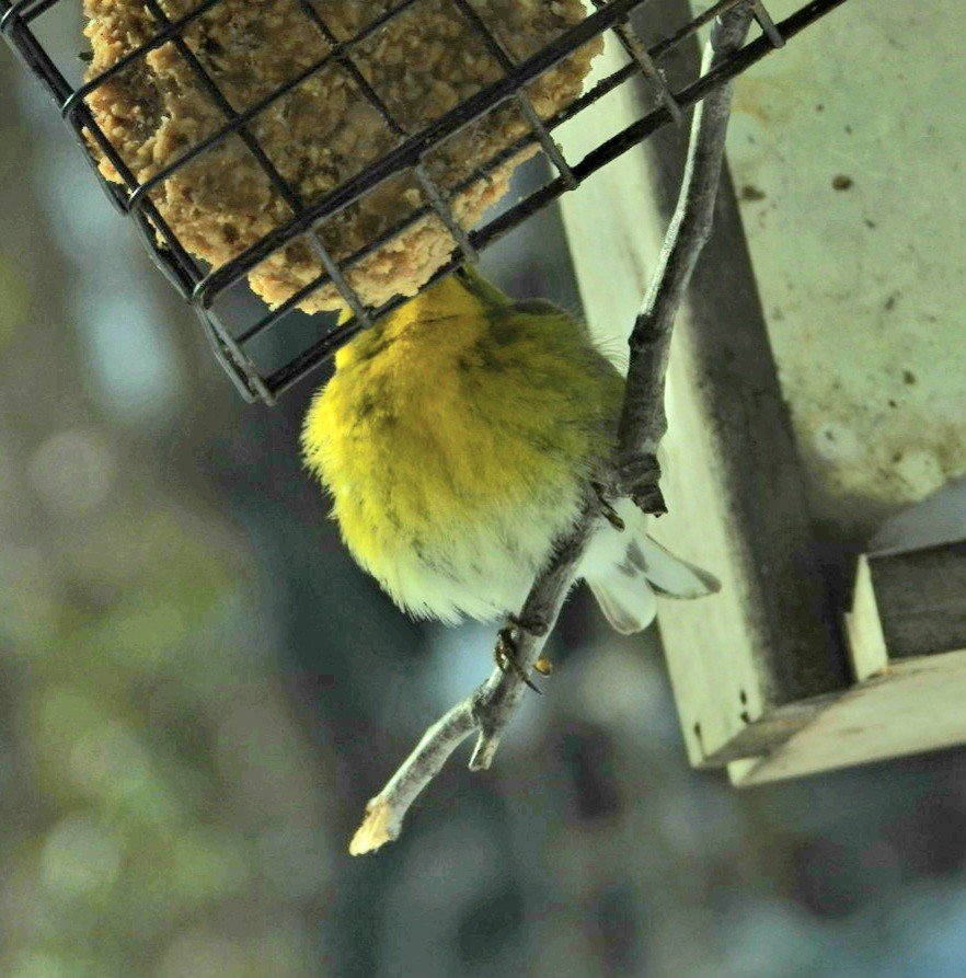 Pine Warbler - ML613625830