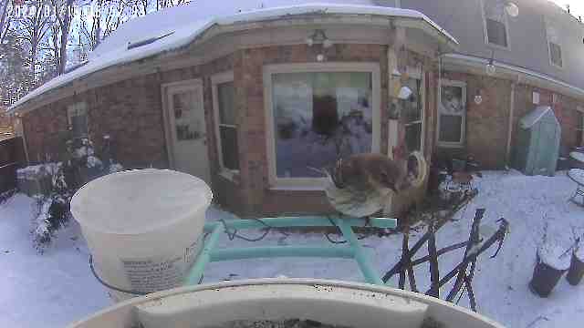 Yellow-rumped Warbler - ML613625834