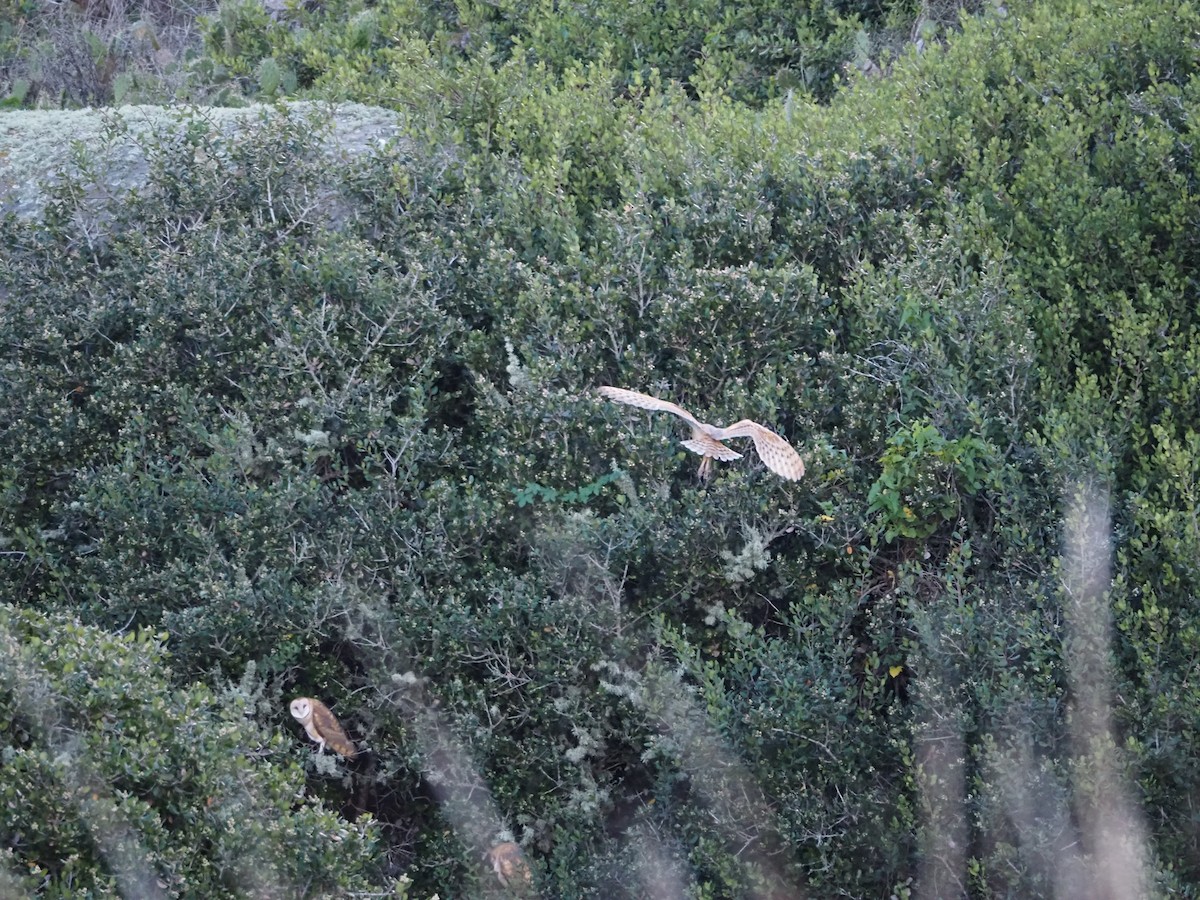 Barn Owl - Kandace Glanville