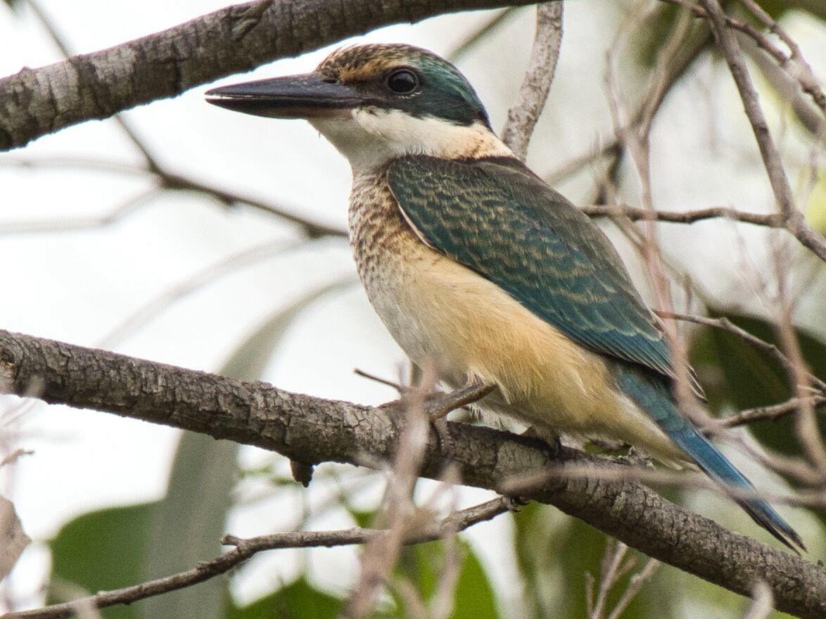 Sacred Kingfisher - ML613625884