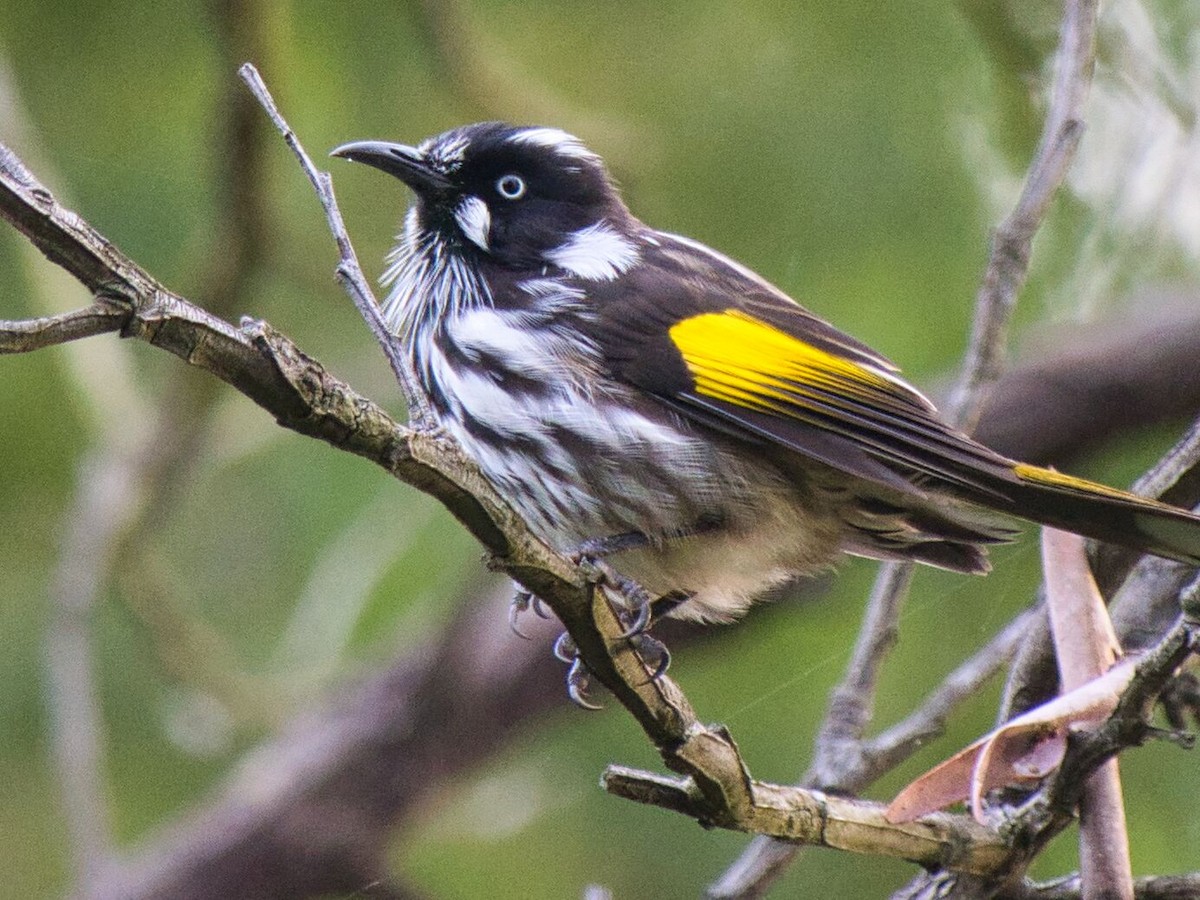 New Holland Honeyeater - ML613625895