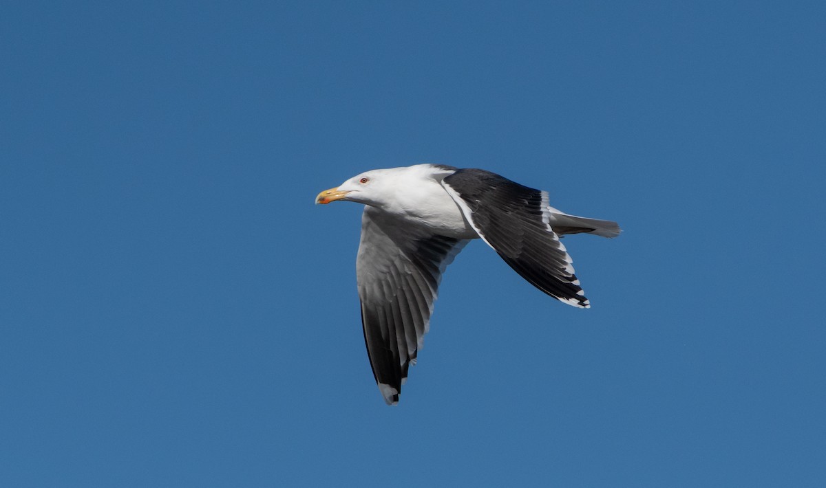 Great Black-backed Gull - Mike Good