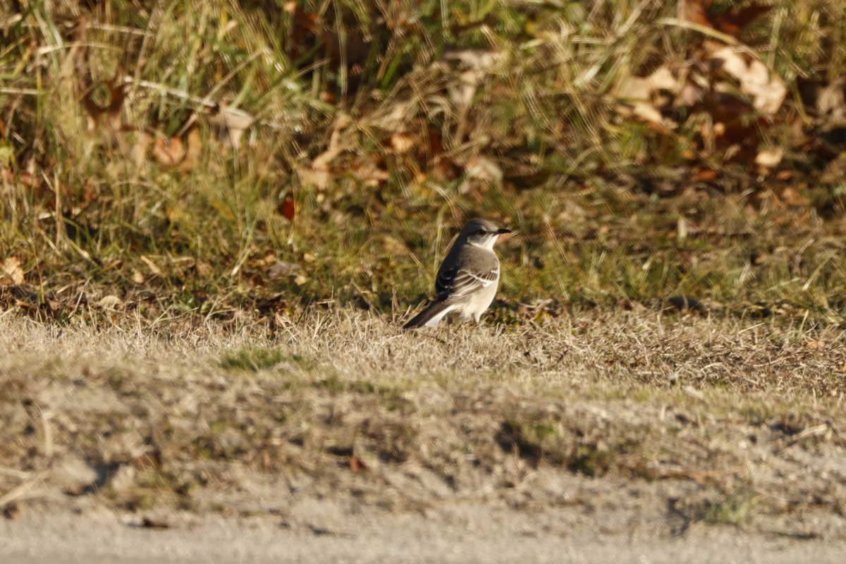 Northern Mockingbird - Joseph Mittura