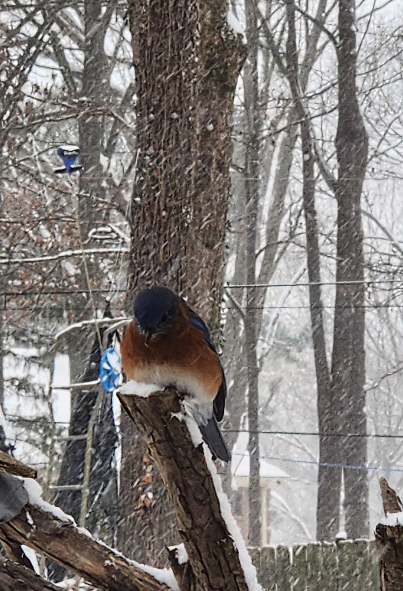 Eastern Bluebird - ML613625947