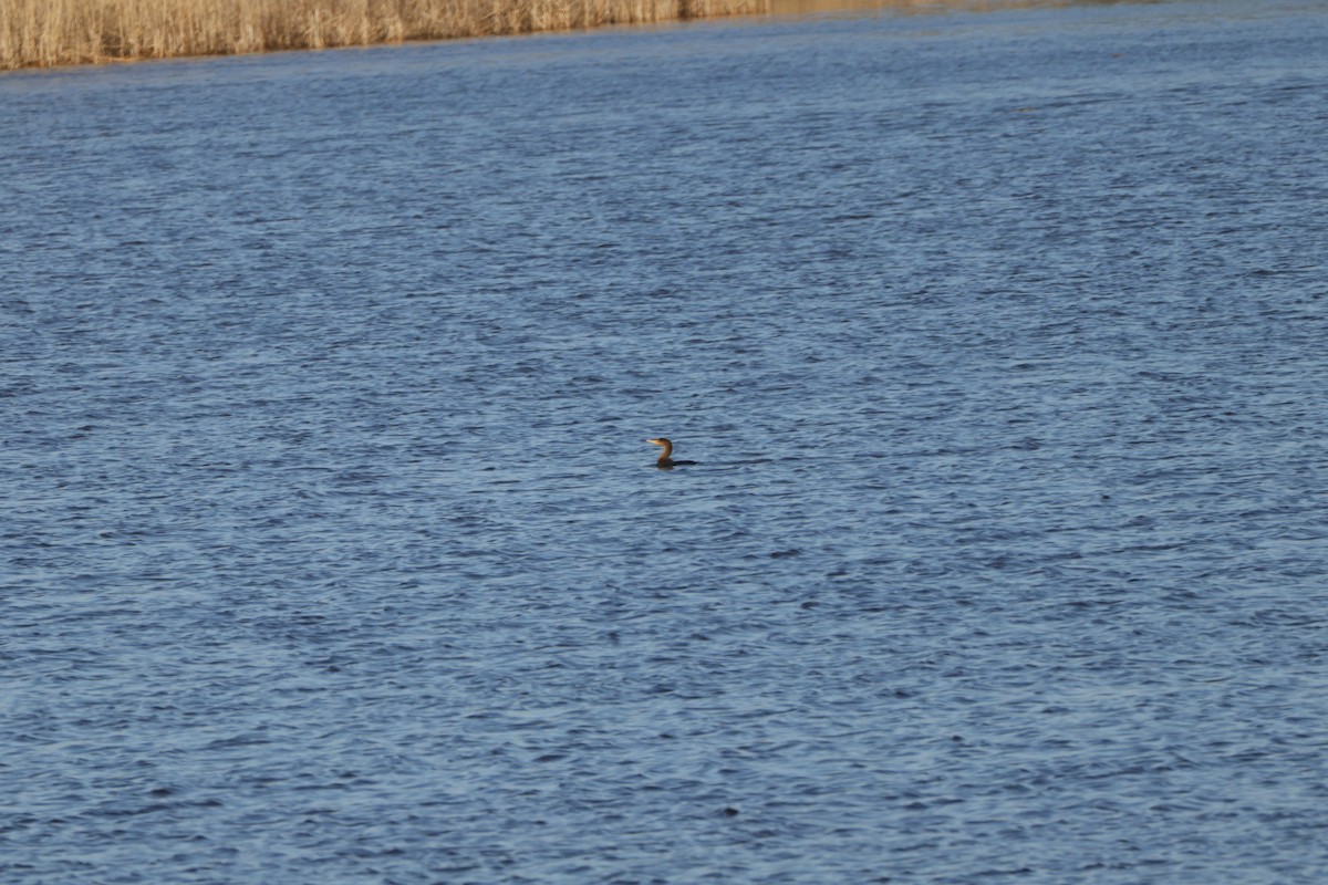 Double-crested Cormorant - Joseph Mittura