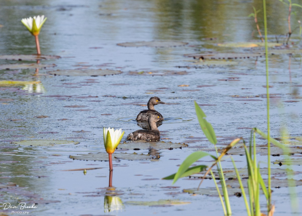 Least Grebe - ML613625962