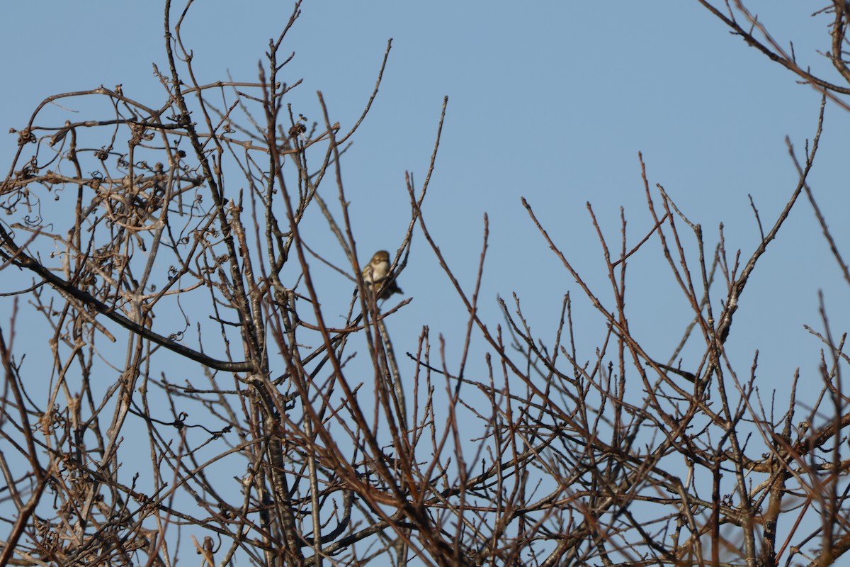 Yellow-rumped Warbler - Joseph Mittura