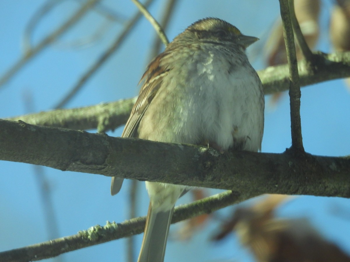 White-crowned Sparrow - ML613625968
