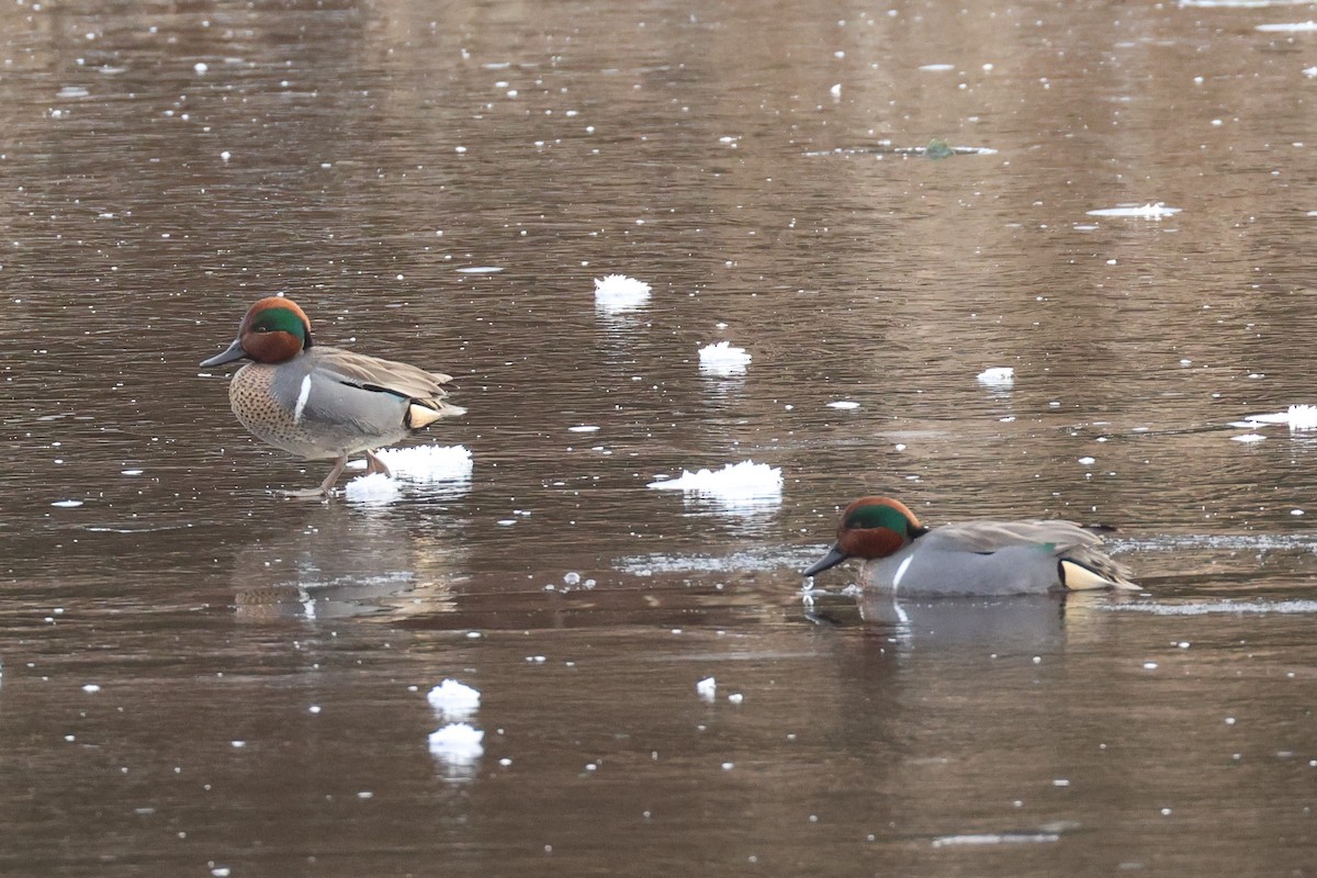 Green-winged Teal - ML613625970