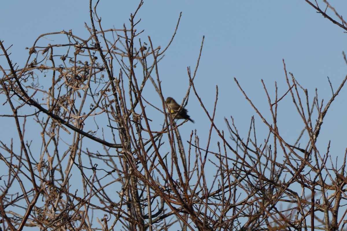 Yellow-rumped Warbler - Joseph Mittura