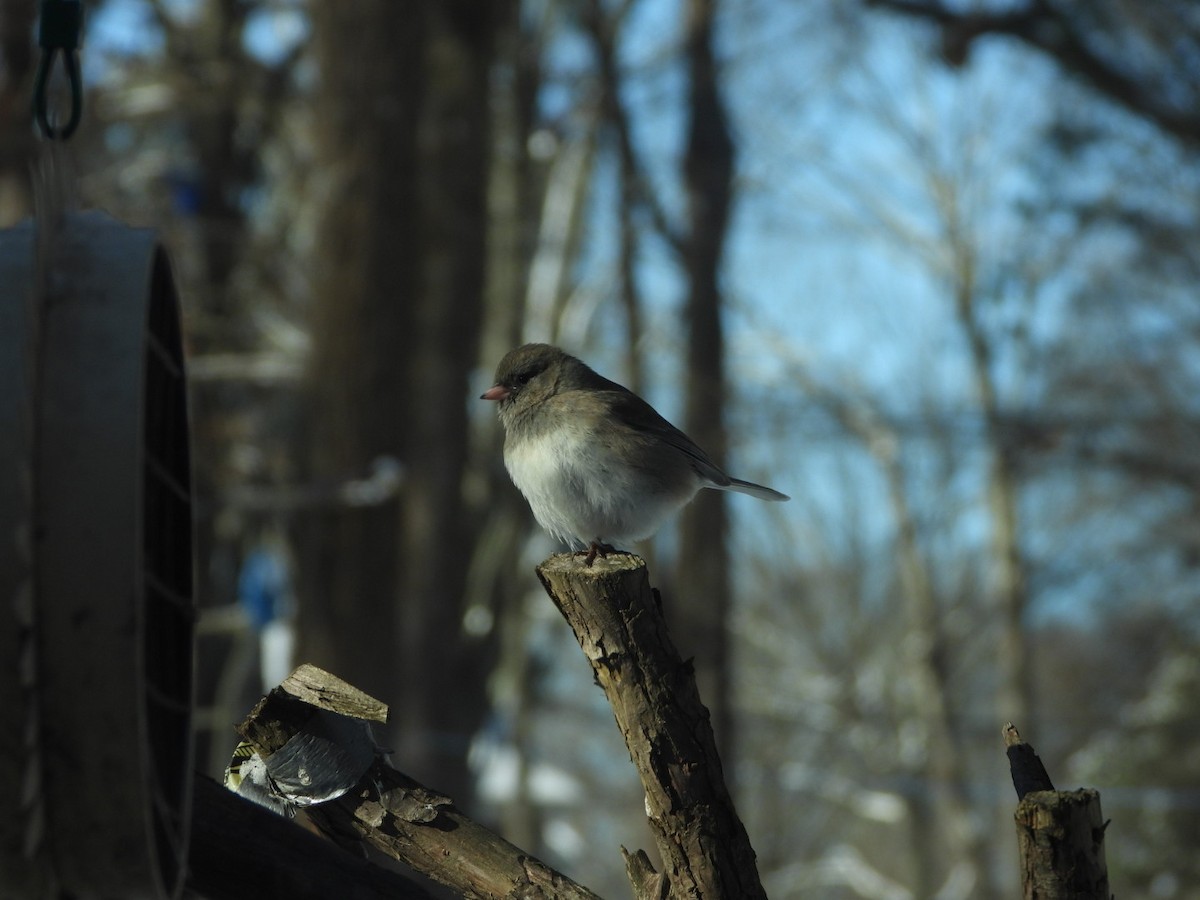 Dark-eyed Junco - ML613625979