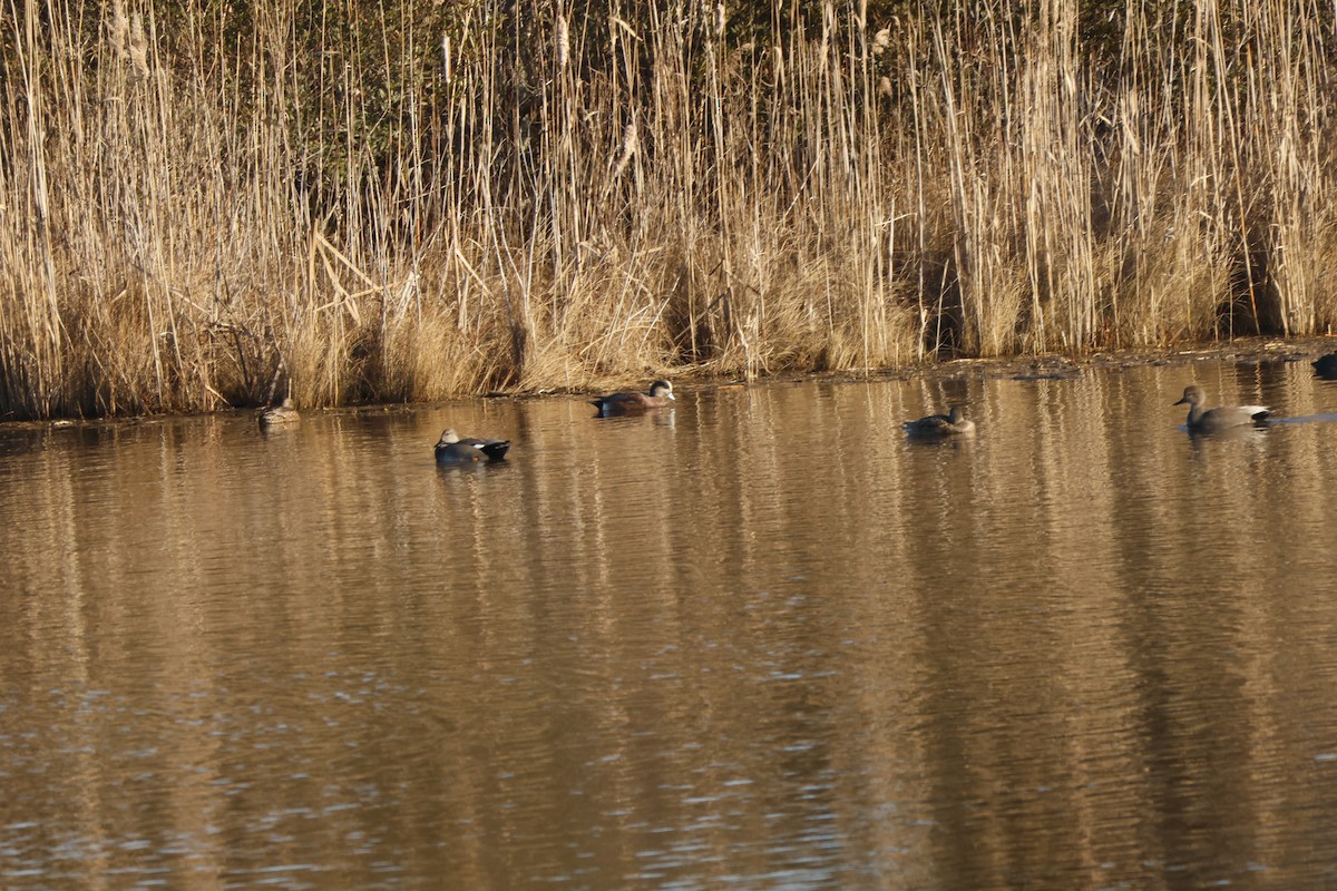 American Wigeon - Joseph Mittura