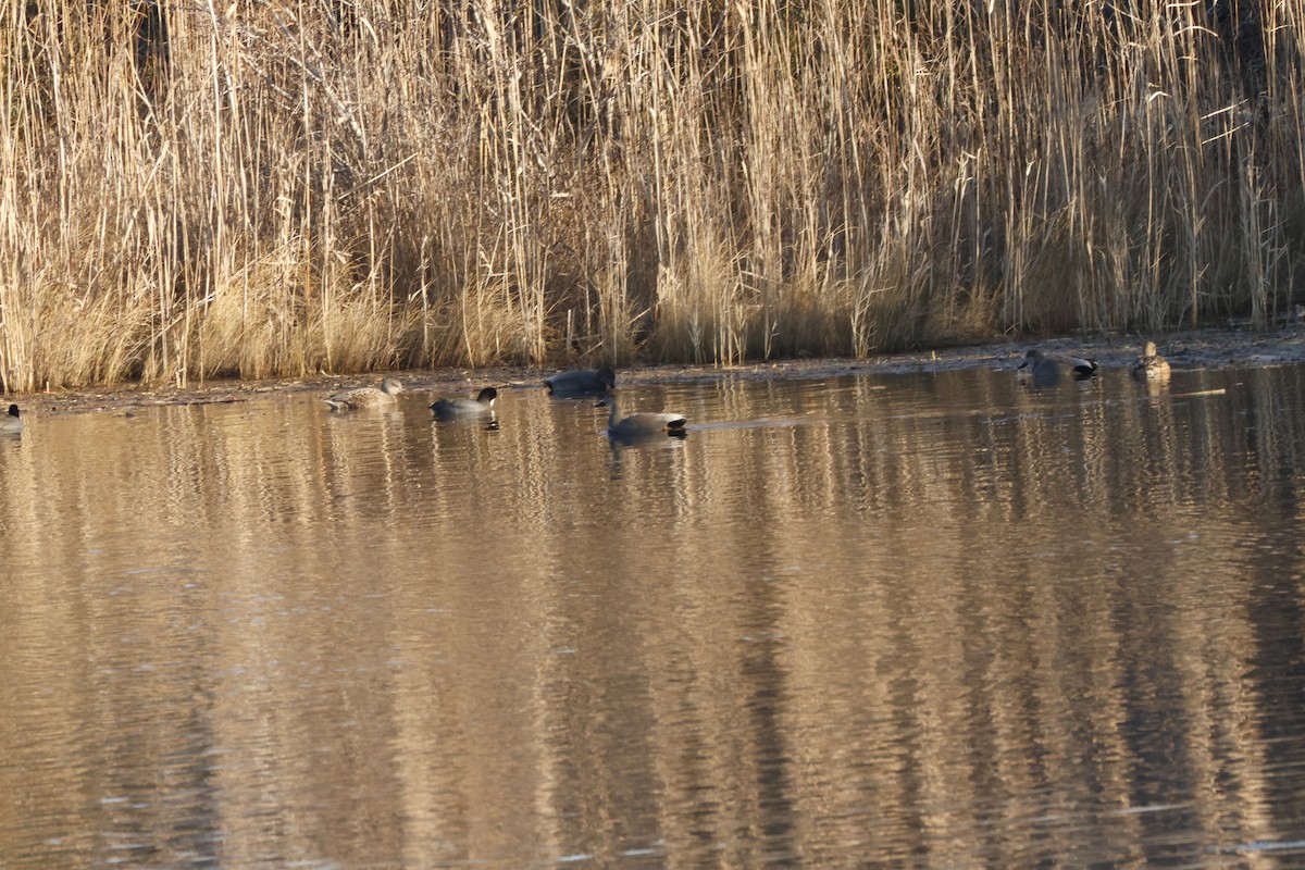 Gadwall - Joseph Mittura