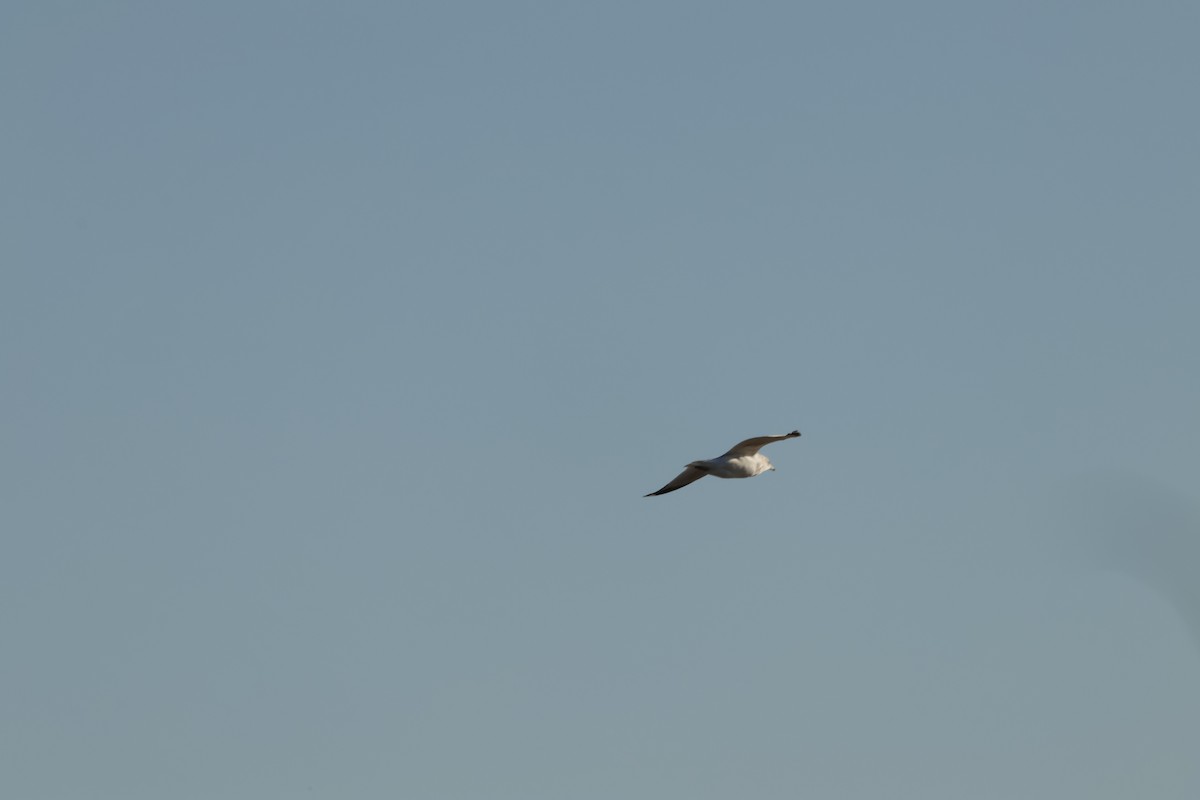 Bonaparte's Gull - Joseph Mittura