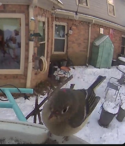 Ruby-crowned Kinglet - ML613626013