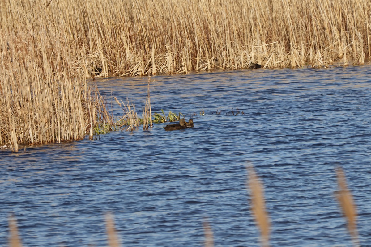 American Black Duck - Joseph Mittura