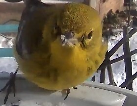 Pine Warbler - ML613626052