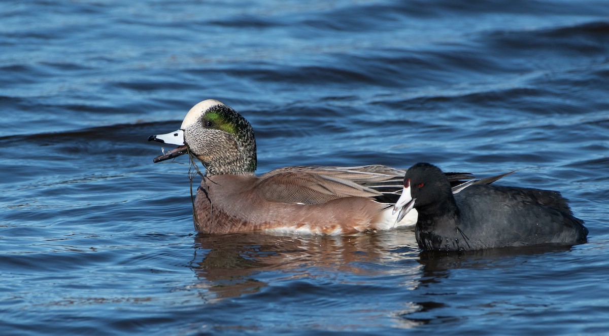 American Wigeon - ML613626095