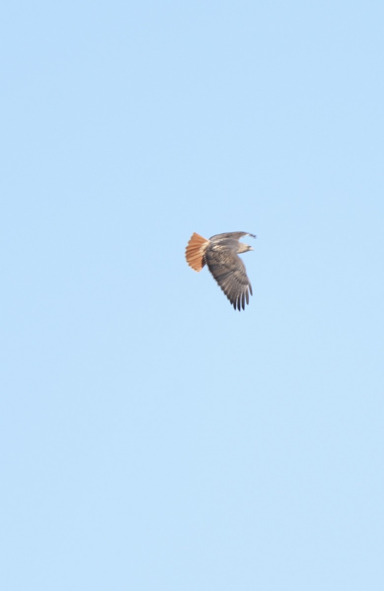 Red-tailed Hawk - John Rhoades