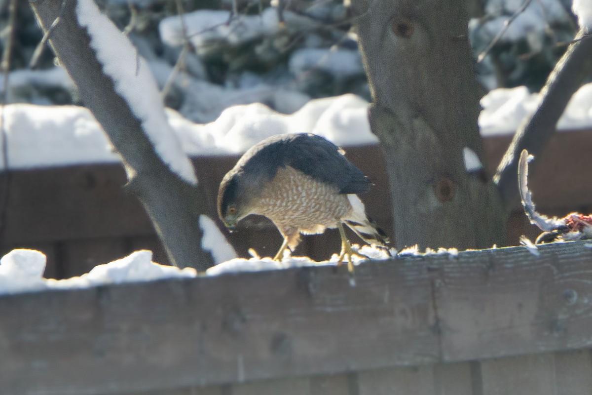 Épervier de Cooper - ML613626112