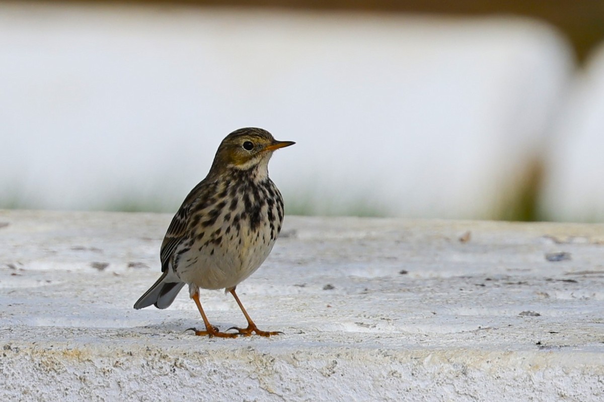 Meadow Pipit - ML613626139
