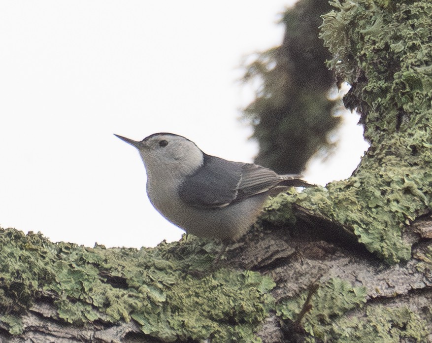 White-breasted Nuthatch - Elizabeth Crouthamel