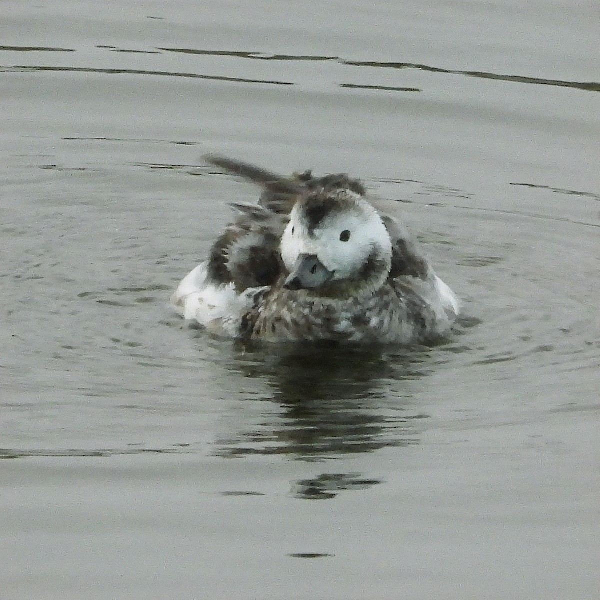 Long-tailed Duck - ML613626190