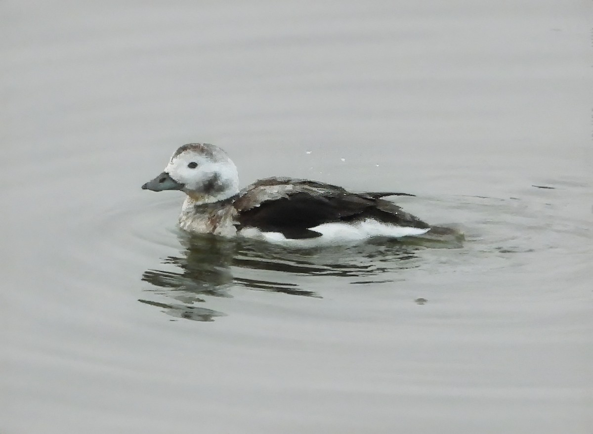 Long-tailed Duck - ML613626191