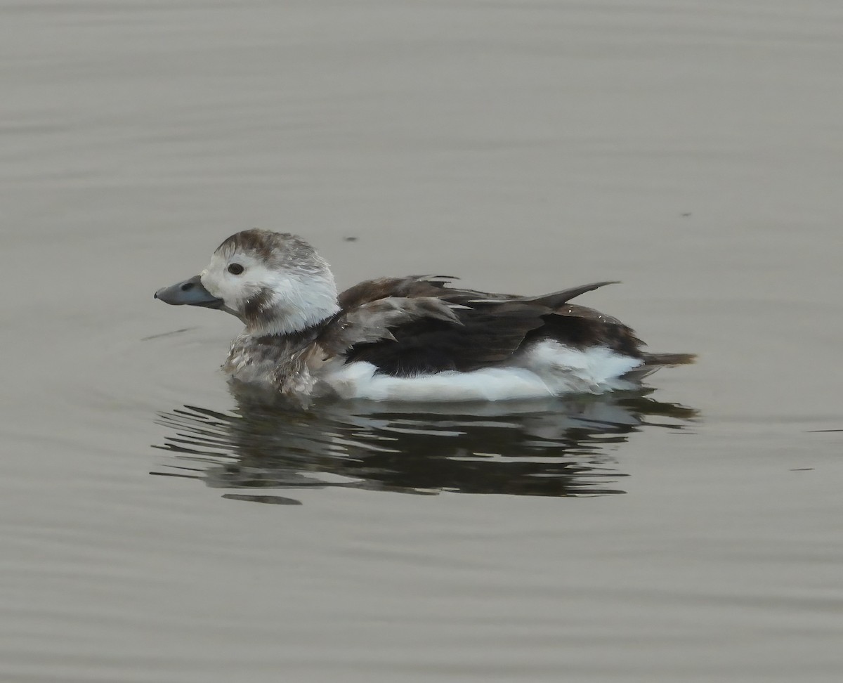 Long-tailed Duck - Chris Spurgeon