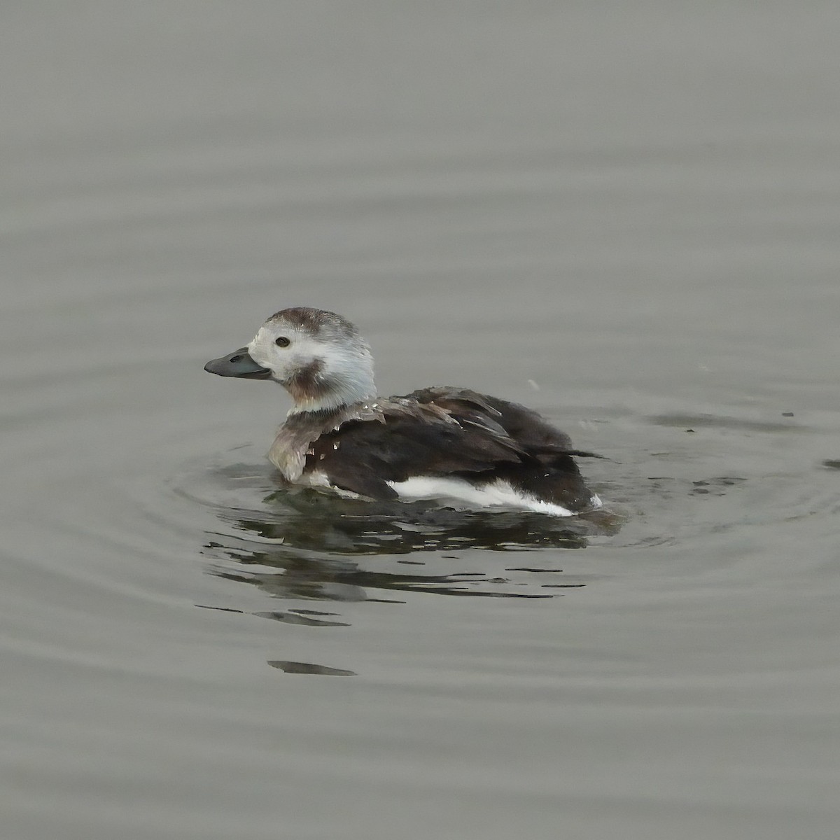 Long-tailed Duck - ML613626193