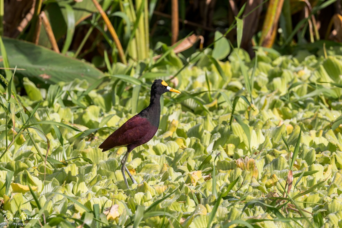 Northern Jacana - ML613626197