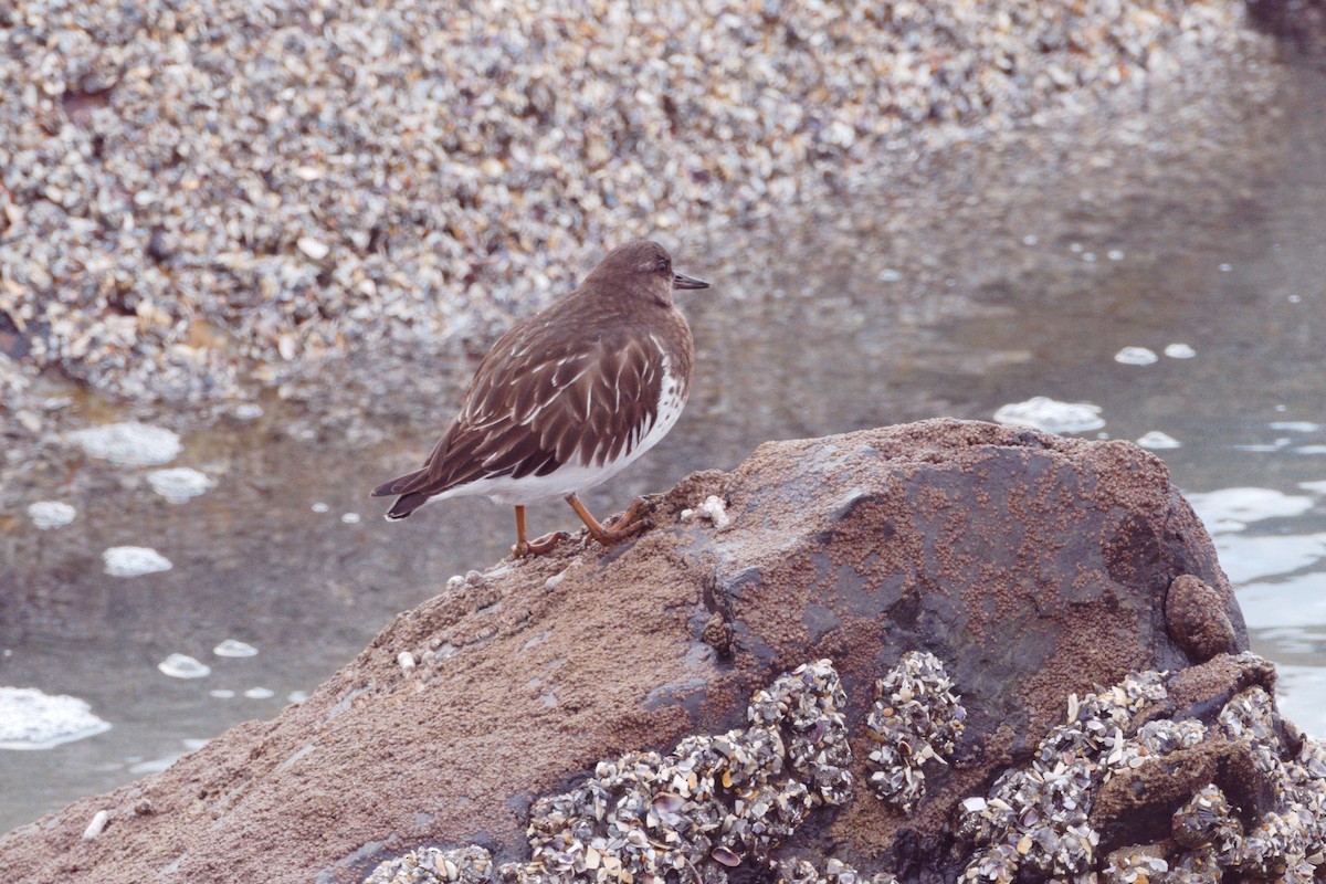 Black Turnstone - ML613626235