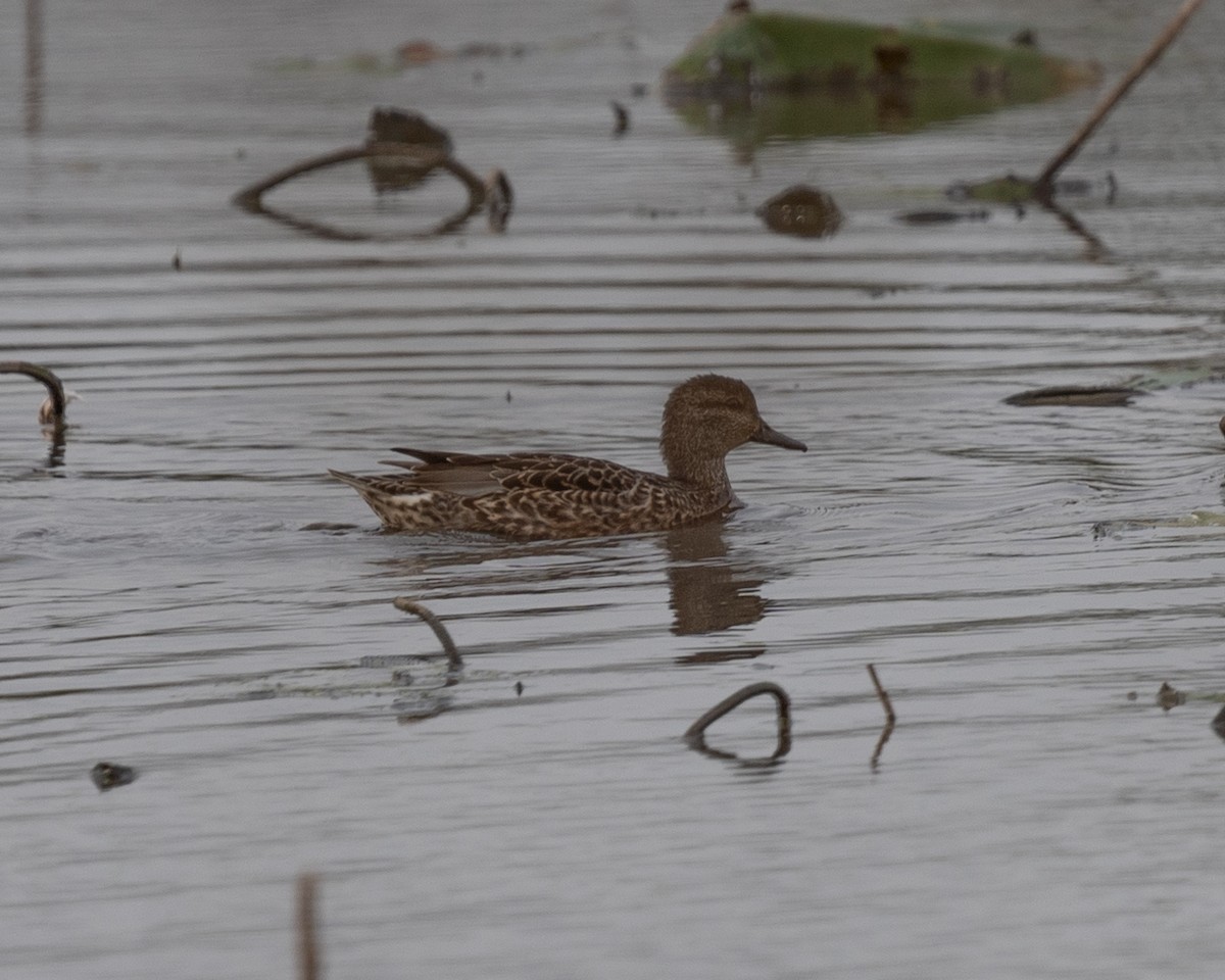 Green-winged Teal - ML613626314
