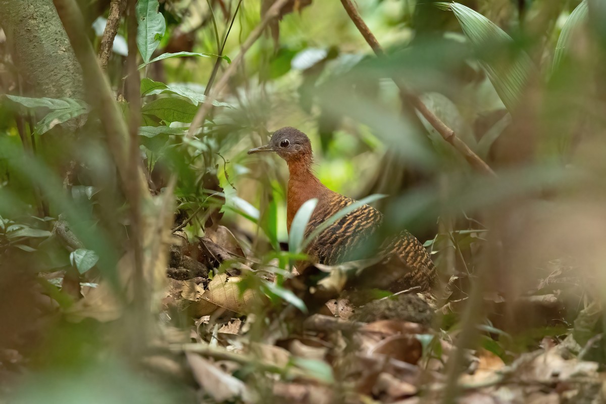 Variegated Tinamou - ML613626404