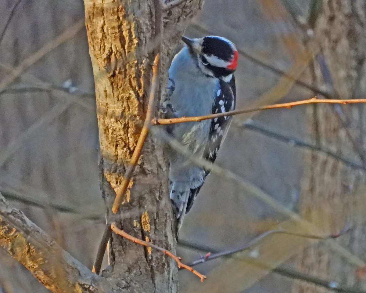 Downy Woodpecker - ML613626451