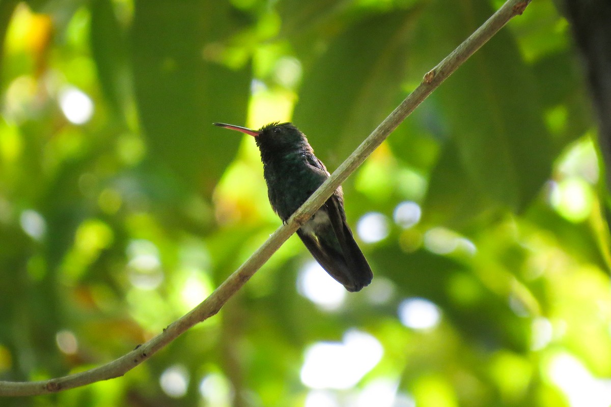 kolibřík modrobradý - ML613626470