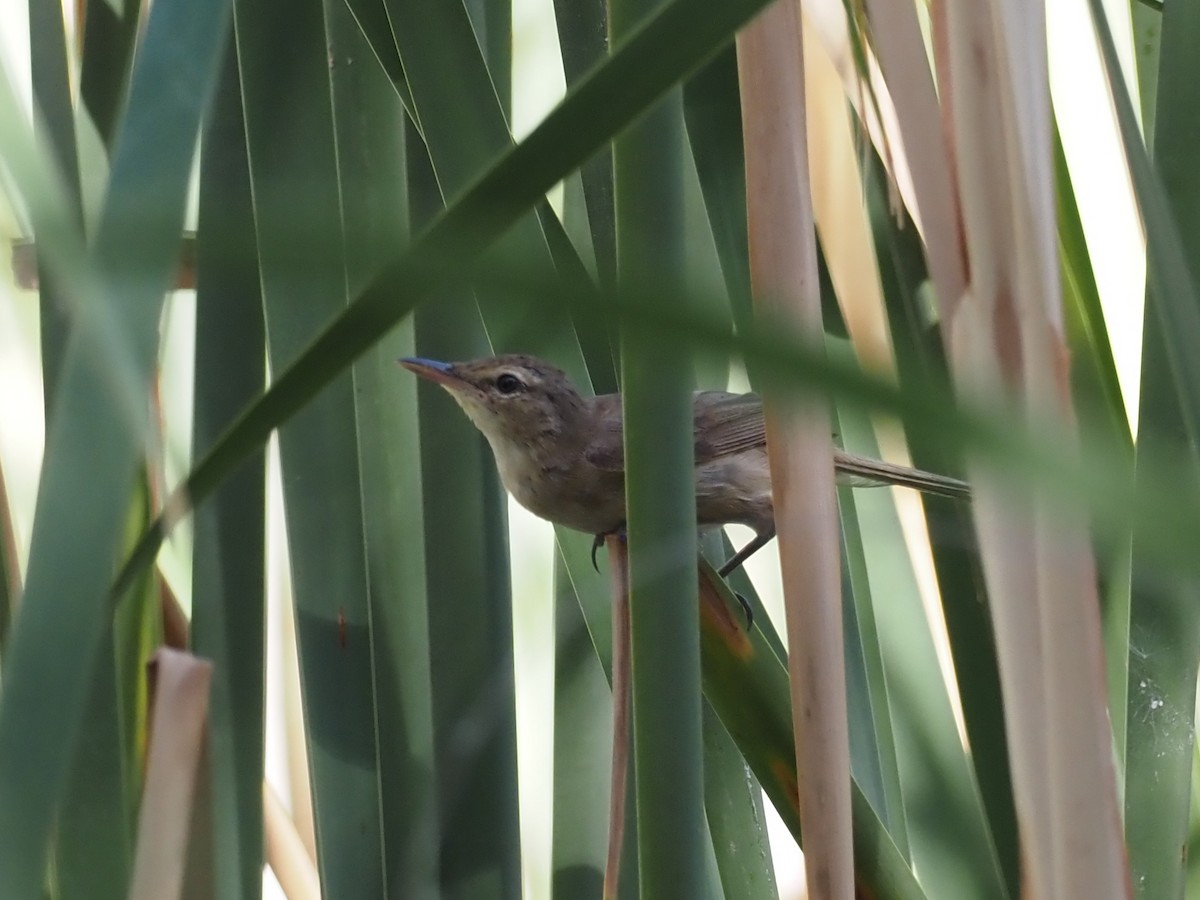 Australian Reed Warbler - ML613626547