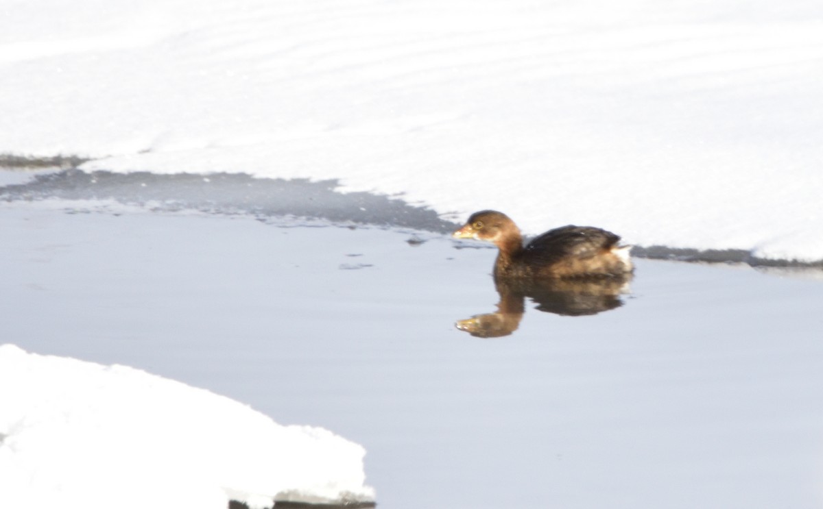 Pied-billed Grebe - Don Weber