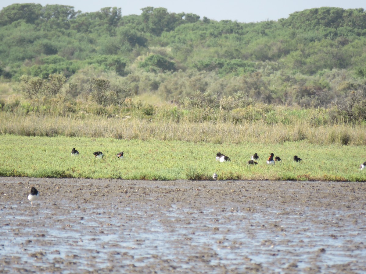 American Oystercatcher - ML613626585