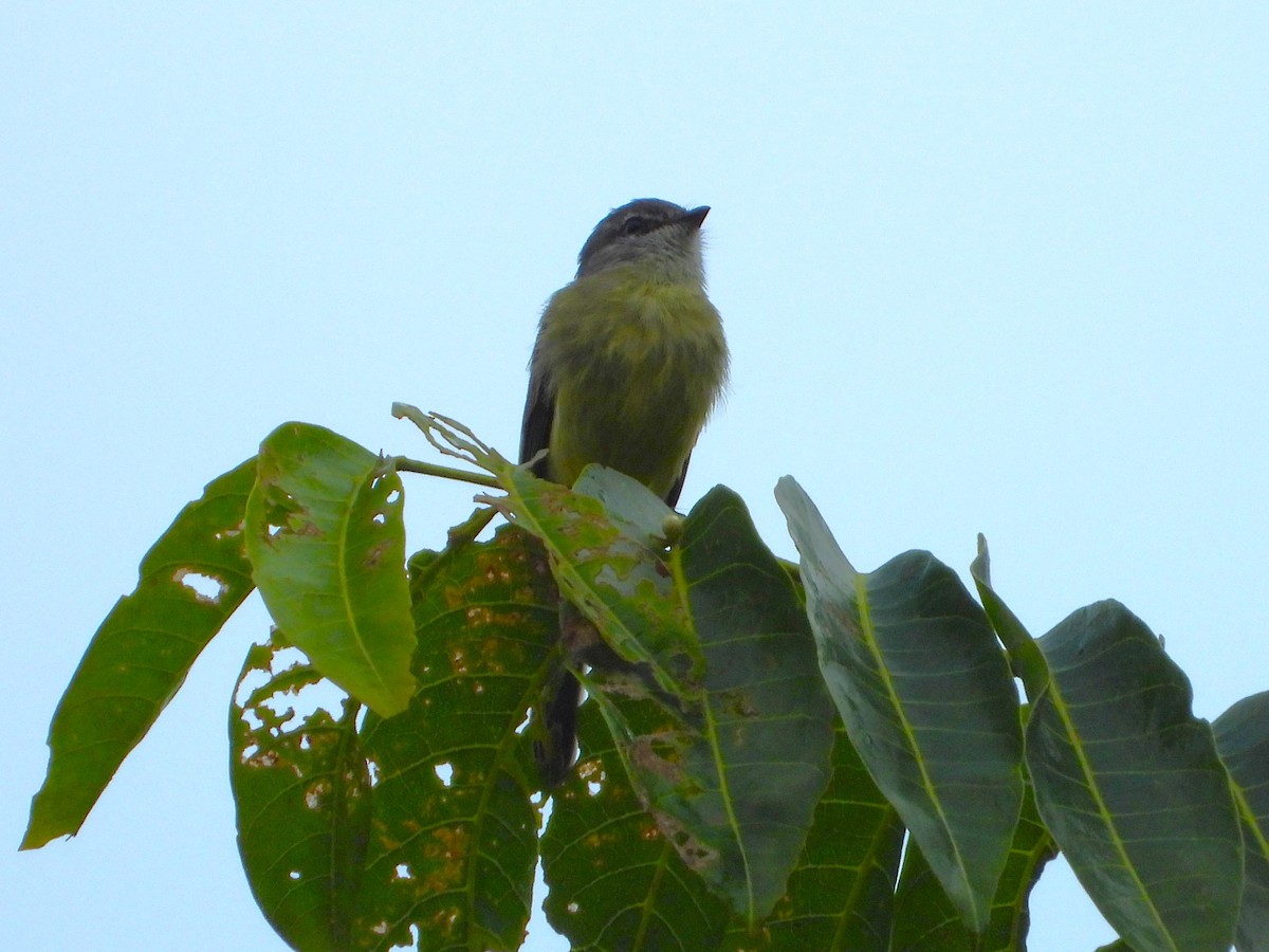 Sooty-headed Tyrannulet - Luis "Beto" Matheus