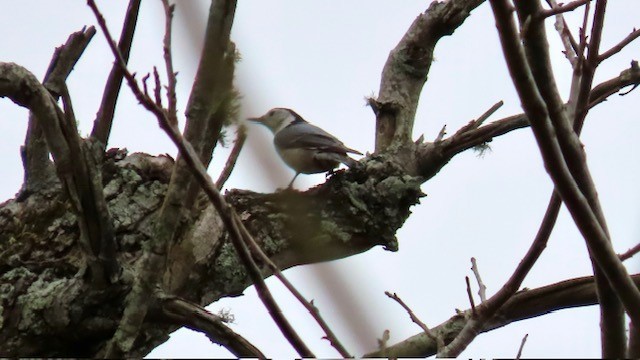 ムナジロゴジュウカラ - ML613626643