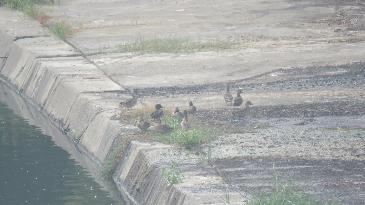 Green-winged Teal (Eurasian) - Max Lee