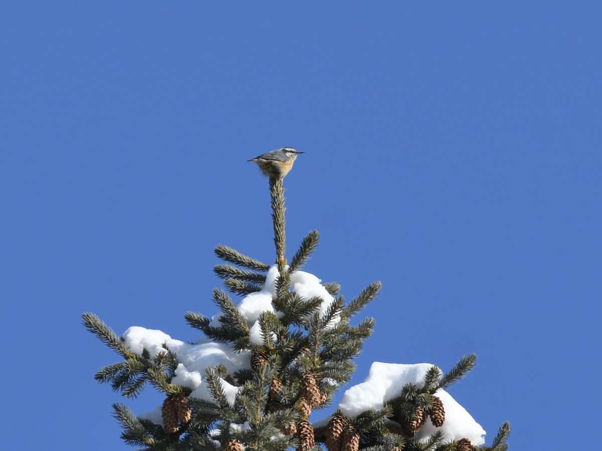 Red-breasted Nuthatch - ML613626661