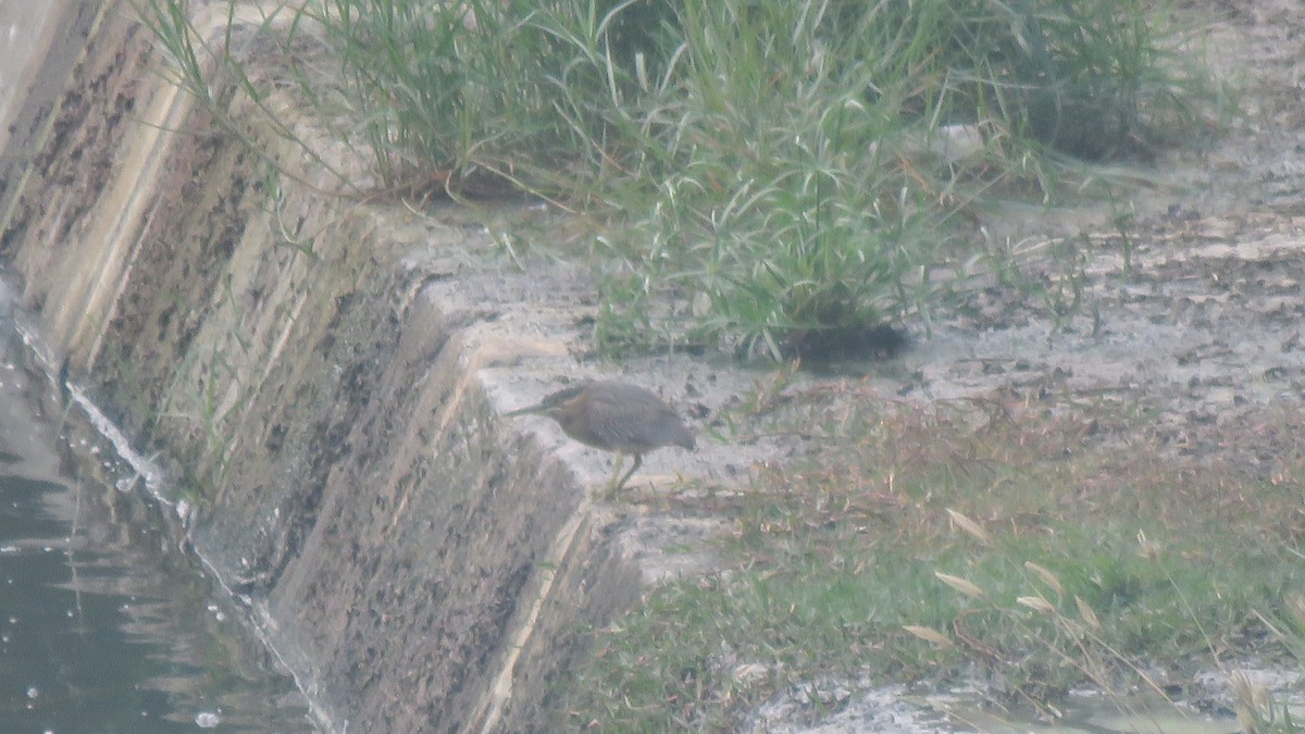 Striated Heron (Old World) - Max Lee