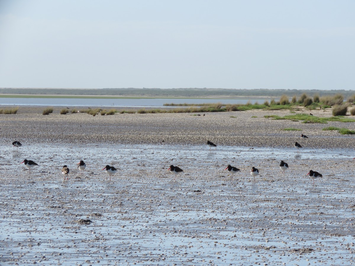 American Oystercatcher - ML613626672