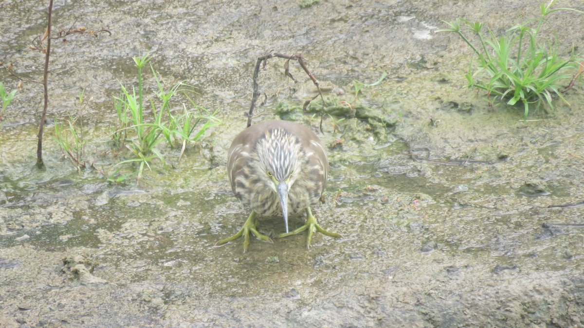 Chinese Pond-Heron - Max Lee