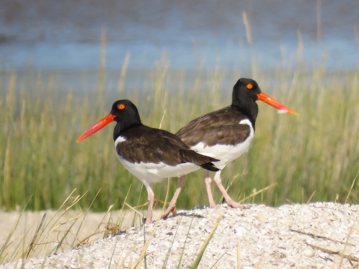 American Oystercatcher - ML613626689